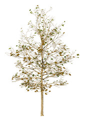Wall Mural - 3d illustration sycamore tree on white