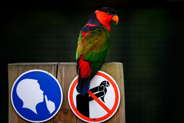 Poster - Colorful parrot on a holder with a sign do not catch parrots.