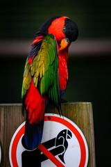 Poster - Colorful parrot on a holder with a sign do not catch parrots.