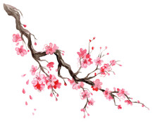 Japanese Cherry Blossom Branch Watercolor Hand Drawn Illustration