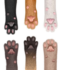 Canvas Print - Paw cats. Collection of realistic domestic animals fluffy body parts foot sharp claws decent vector templates set