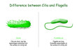 Difference between cilia and flagella for bacteria