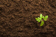Leinwanddruck Bild - Green small tomato plant in brown soil. Closeup. Empty place for text. Top down view.