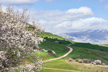 View Of Mount Hermon With A Snow-capped Peak In The Clouds With A Flowering Syrian Pear Tree