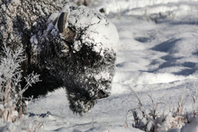 American Bison - Snow Camo