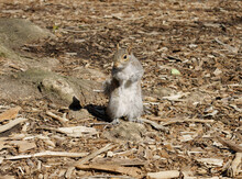 Portrait Of Gray Squirrel, Arboreal Rodent