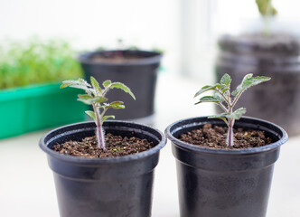 Seedlings of green tomatoes on the windowsill in the house