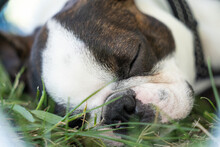 Close Up Of A Sleeping Dog, Boston Terrier, On The Grass. 