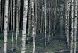 Birch moody forest.