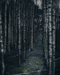Birch moody forest.