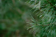Pine needles with green blurred background.