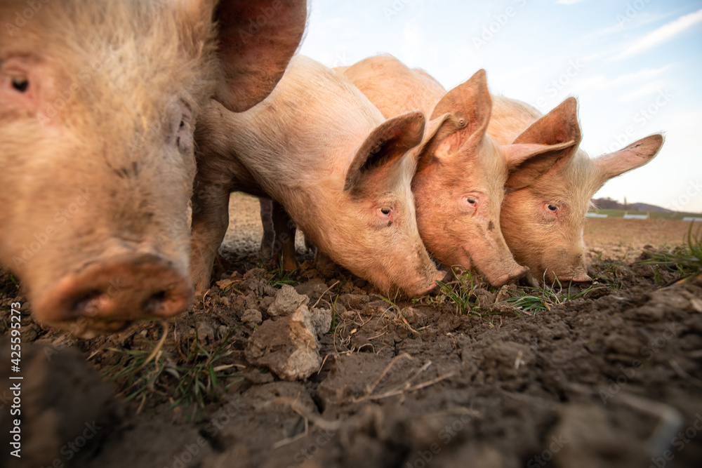 Pigs eating on a meadow in an organic meat farm - wide angle lens shot - obrazy, fototapety, plakaty 