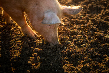 Wall Mural - Pigs eating on a meadow in an organic meat farm