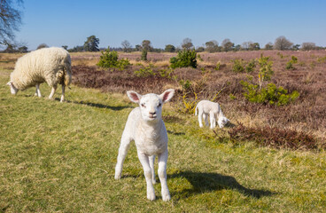 Wall Mural - Cute little lamb in nature area Drents-Friese Wold, Netherlands