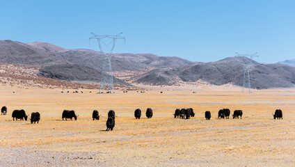 Wall Mural - Yaks grazing on the grasslands of the Tibetan plateau