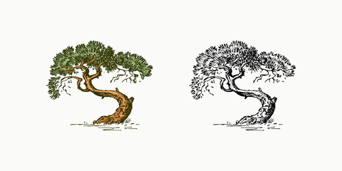 Olive tree in vintage style. The national symbol of Greece. Hand drawn engraved sketch in vintage style. Template for cards, labels or web sites.