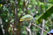 Kameleon na gałęzi
