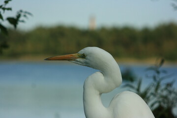 Poster - great white heron