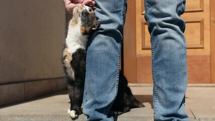 Wall Mural - Man stroking his cute cat in front of door of house at sunny day