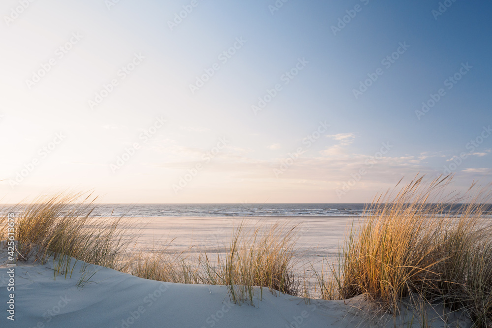 Golden dune grass at the beach - obrazy, fototapety, plakaty 