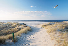 Beach, Dunes, Sea Gull At The North Sea
