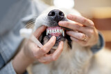Fototapeta  - Opening dog's mouse for teeth cleaning