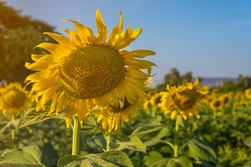 sunflower with blue sky