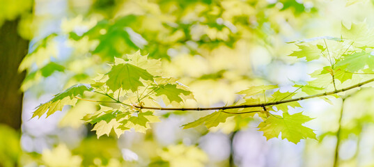 Wall Mural - Beautiful panoramic spring scenery with green leaves and bokeh background