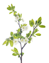 Wall Mural - isolated plum tree branch with flowers