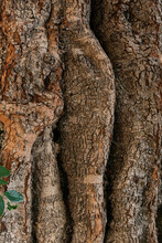 Close-up View Of Centuries Old Carob Tree, Ceratonia Siliqua Trunk. Carob Tree Is Native To The Mediterranean Region.