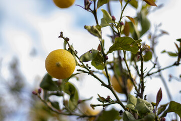 A yellow, ripe lemon on a branch in a lemon tree and a blurred background