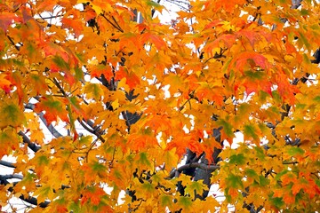 Leaves turn to brilliant colors during the fall season of the year.