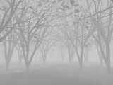 Trees in fog 3D rendered image. Mystical forest