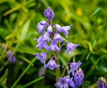Close Up Of Bluebell With Multiple Flowers Against Green Blurred Background