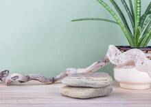 Background For Natural Or Eco Cosmetic Product. Stone Podium On The Background Of Driftwood And A Flower In A Pot. Empty Showcase For Product Presentation. Copy Space.