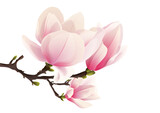Fototapeta Kwiaty - Rozkwitająca magnolia. Ręcznie rysowane kwiaty w kolorze bladego różu z gałązką i pąkami na białym tle.	