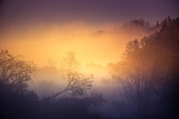  A beautiful misty morning in the river valley. A springtime sunrise with fog at the banks of the river over trees. Spring landscape in Northern Europe with mist and trees.