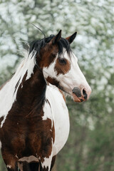 Portrait of american paint horse in summer