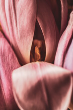 A Close Up On A Tulip With A Petal Uncovering The View Of The Inside Of The Flower, Photographic Metaphor 