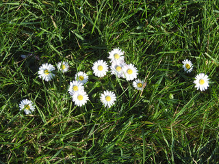 Wall Mural - Top view of daisies on green grass