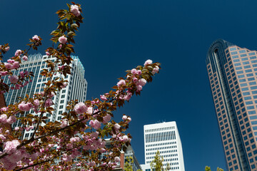 Wall Mural - A vibrant cherry tree in front of uptown Charlotte with a shallow depth of field