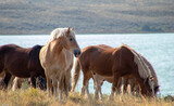 Fototapeta  - Horses At Soda Lake In Wyoming
