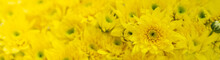 Closeup Of Yellow Mums Flower Using As Background Natural Flora, Ecology Cover Page Concept.