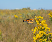 Monarch Butterfly Perched On Yellow Flowers On An Autumn Afternoon. Copy Space.