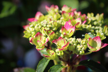 Closeup Of Hydrangea Buds With Pink Edges