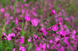 Flowers of a perennial plant Silene dioica known as Red campion or Red catchfly on a forest edge