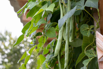 Wall Mural - Several ripe curly bean pods in a summer vegetable garden