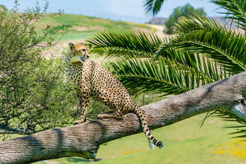 alert leopard in the juggle