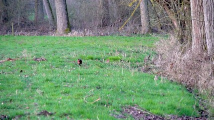 Wall Mural - An Beautiful pheasant in nature