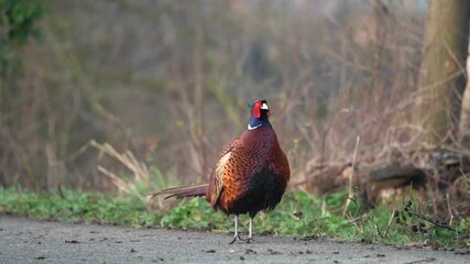 Wall Mural - An Beautiful pheasant in nature